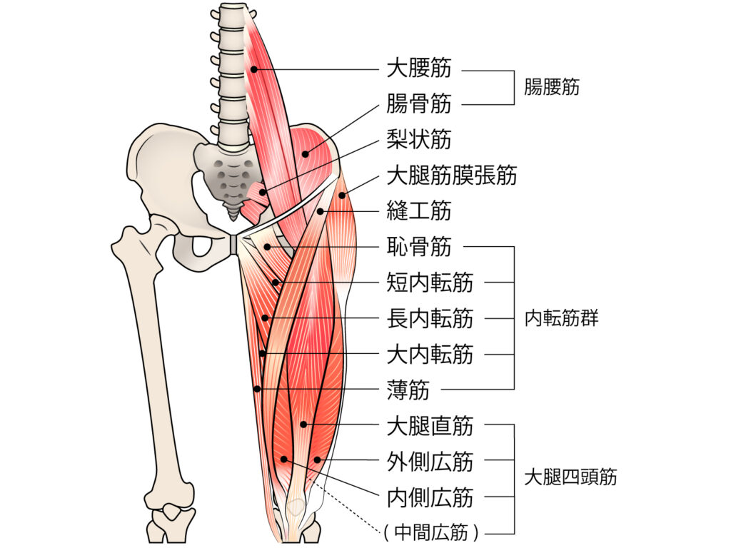 下肢筋肉解剖