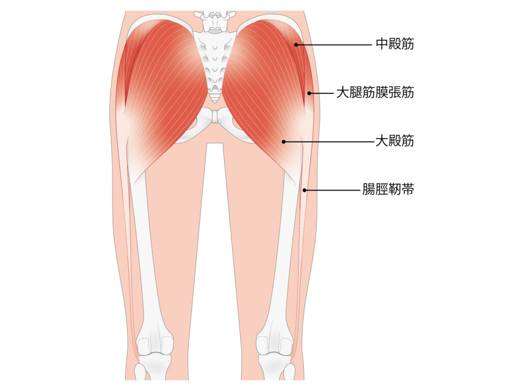 大殿筋