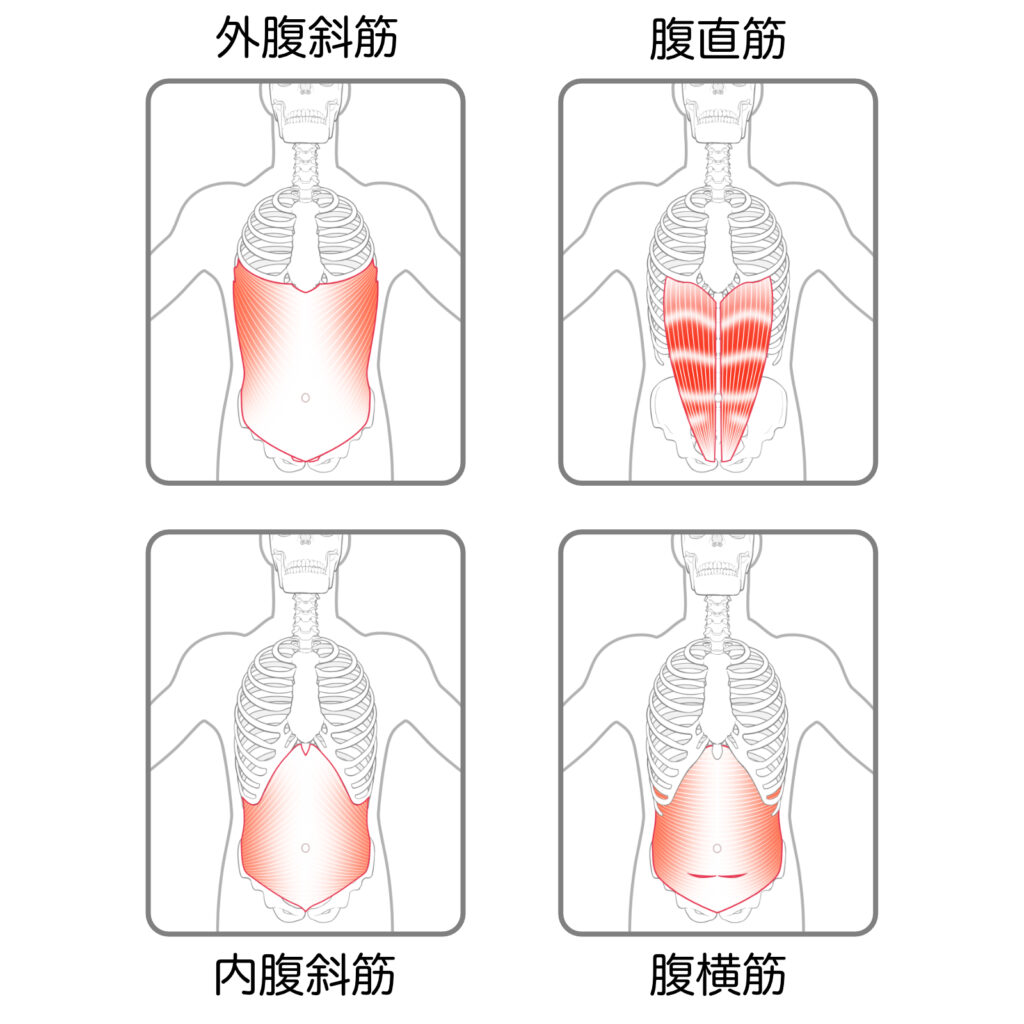 腹筋群