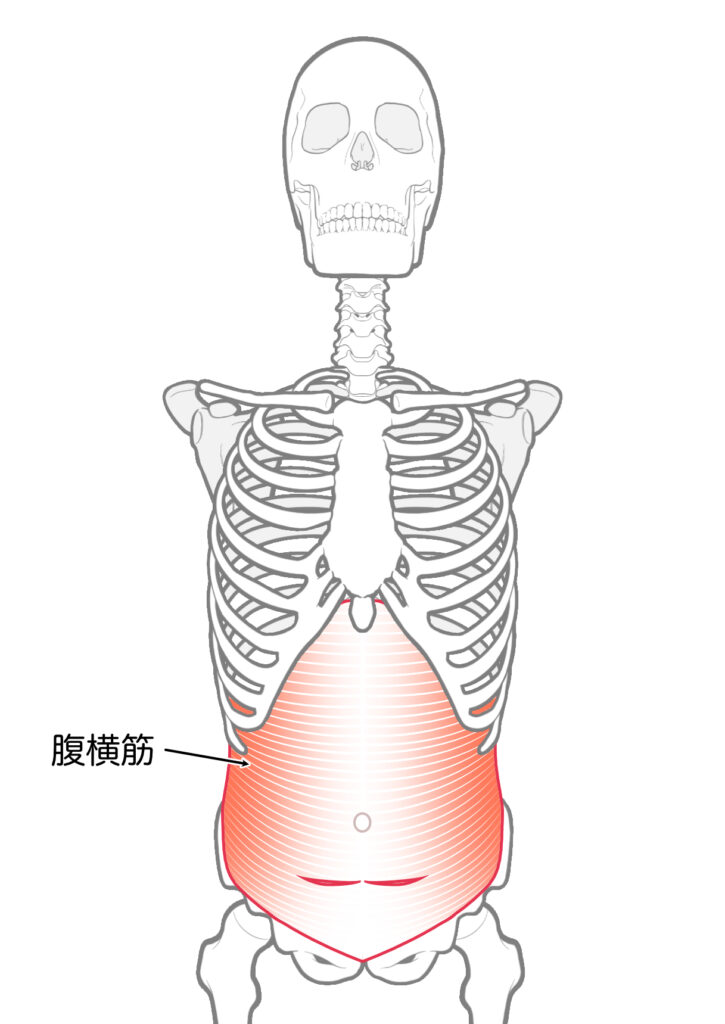 腹横筋