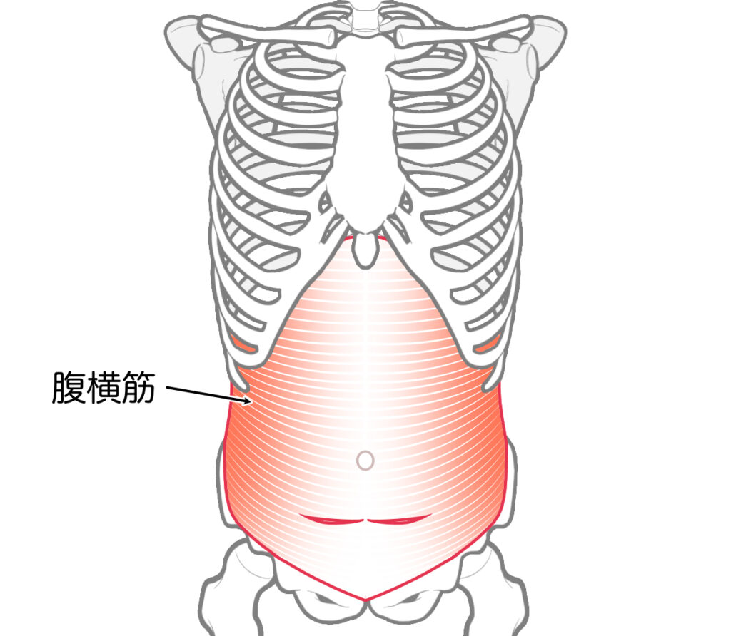 横隔膜