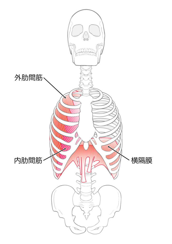 横隔膜