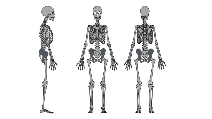 全身骨格