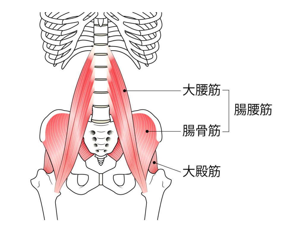 腸腰筋