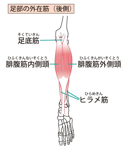 腓腹筋