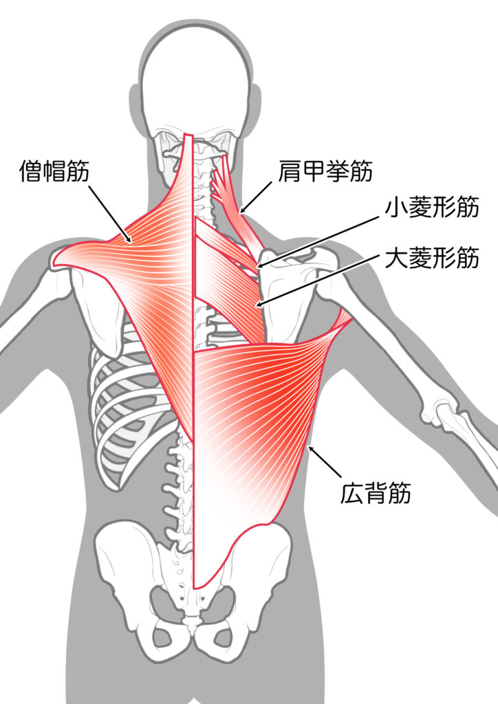 背筋群