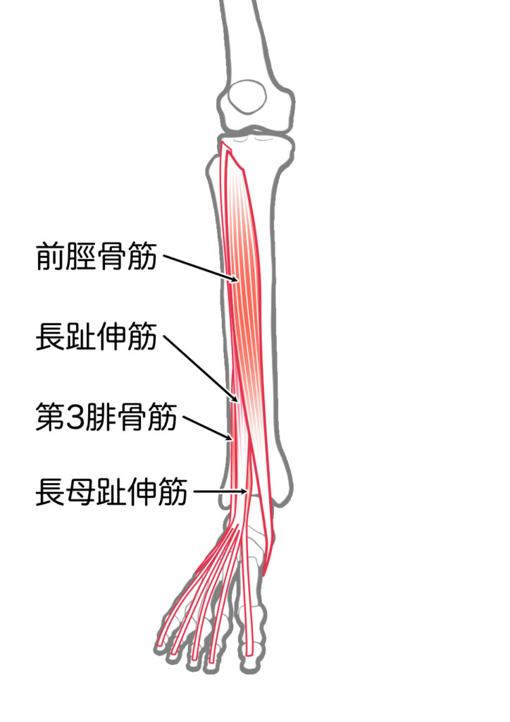 前脛骨筋