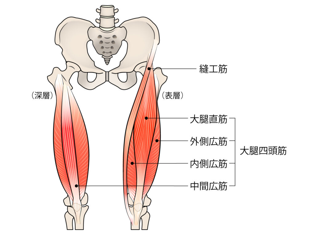 大腿四頭筋
