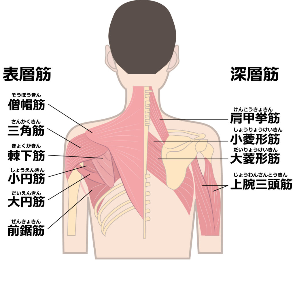 肩甲骨周囲の筋肉