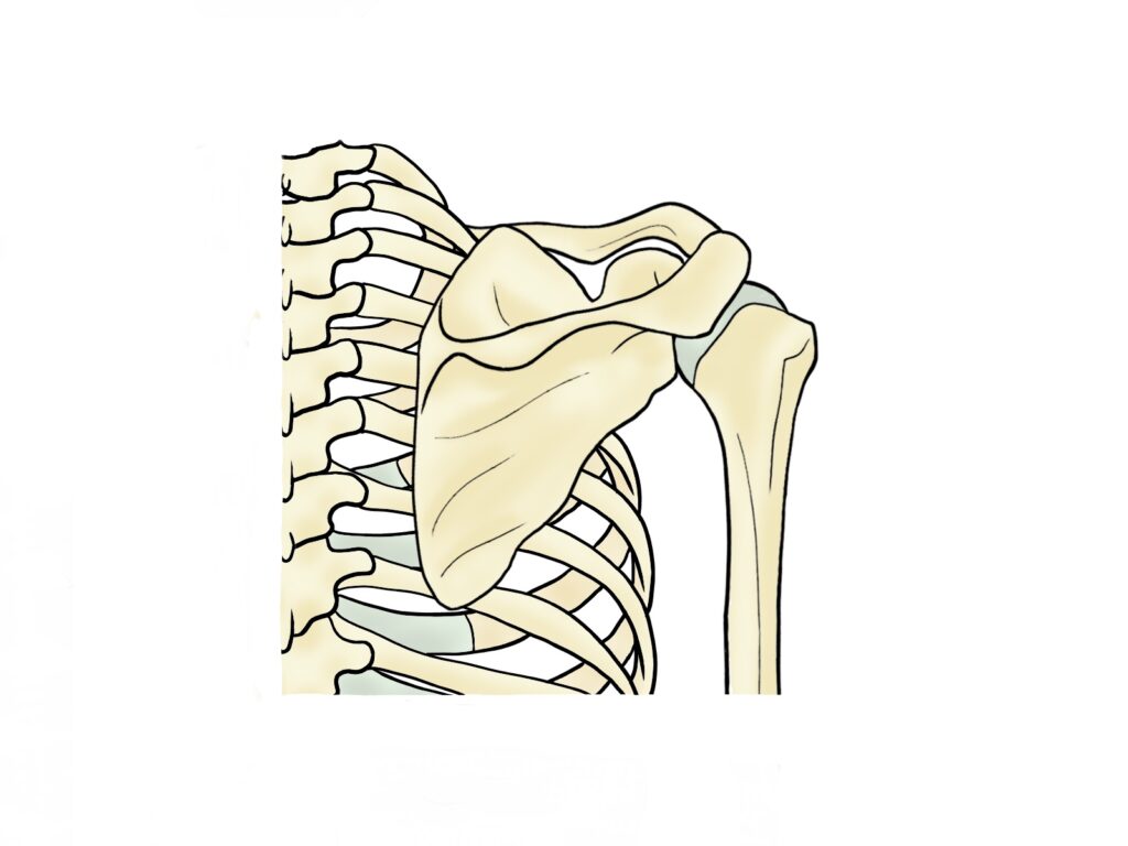 肩甲骨