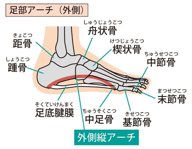 外側縦アーチ
