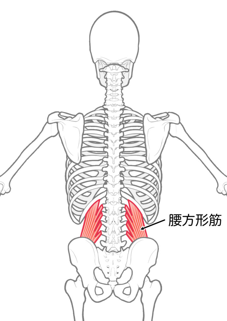 腰方形筋