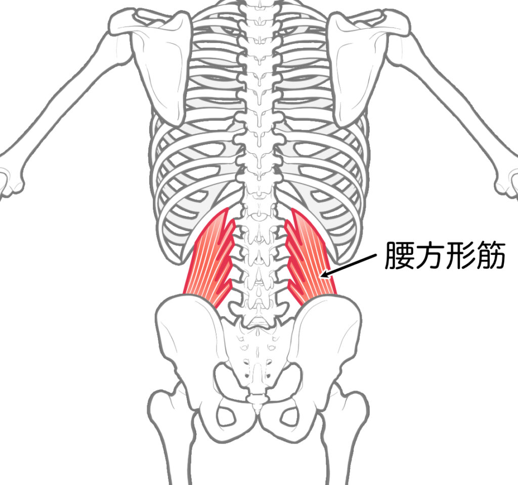 腰方形筋