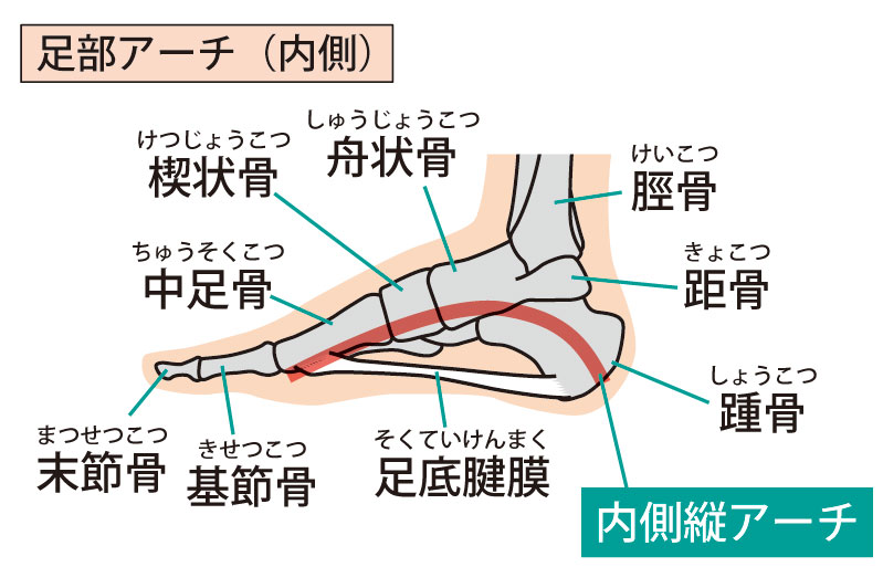 内側縦アーチ