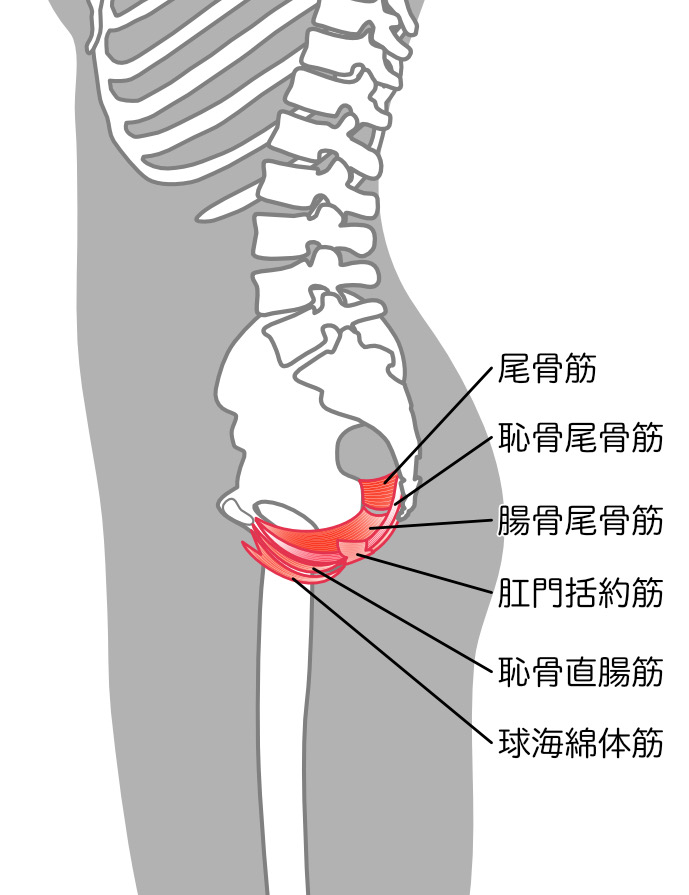 骨盤底筋群