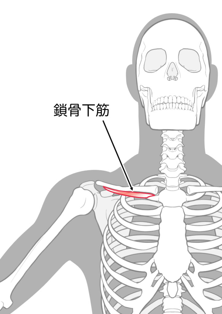 鎖骨下筋