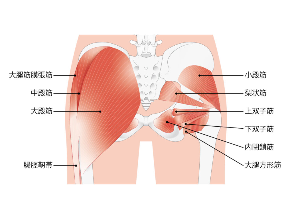 小臀筋