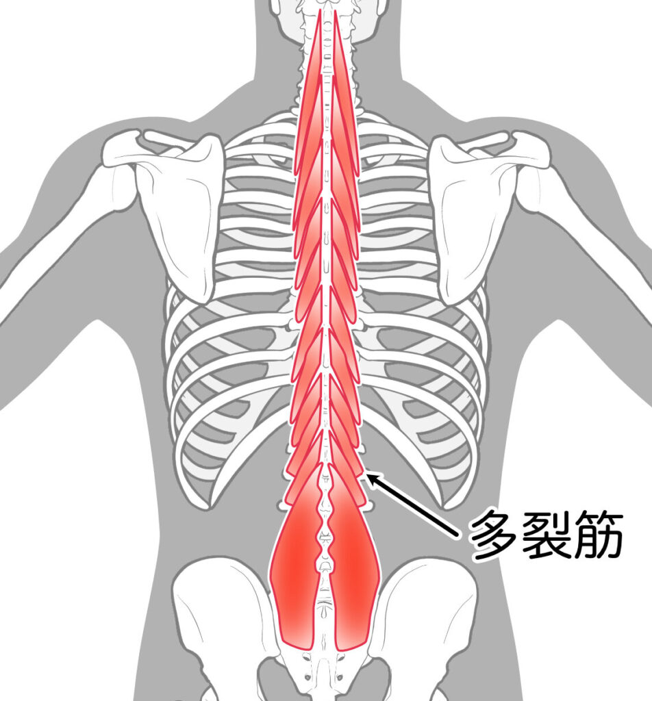 多裂筋