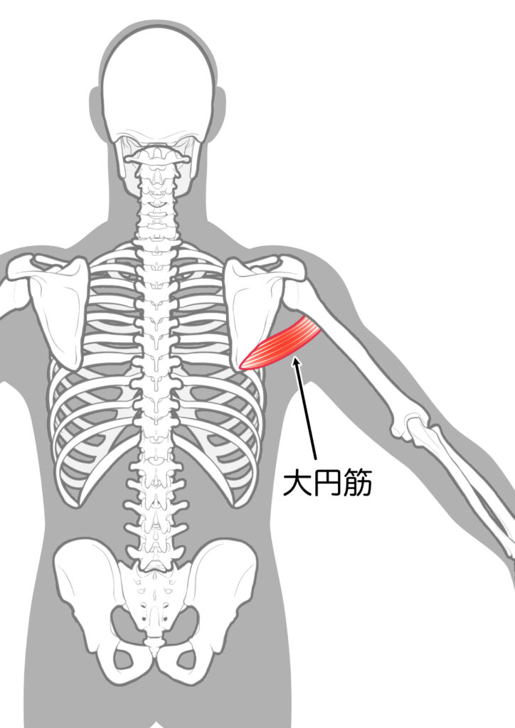 大円筋