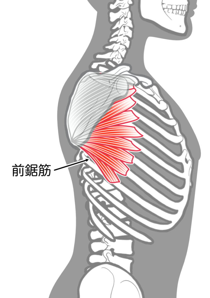 前鋸筋