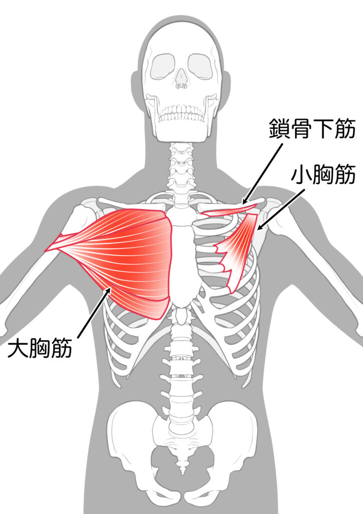 小胸筋