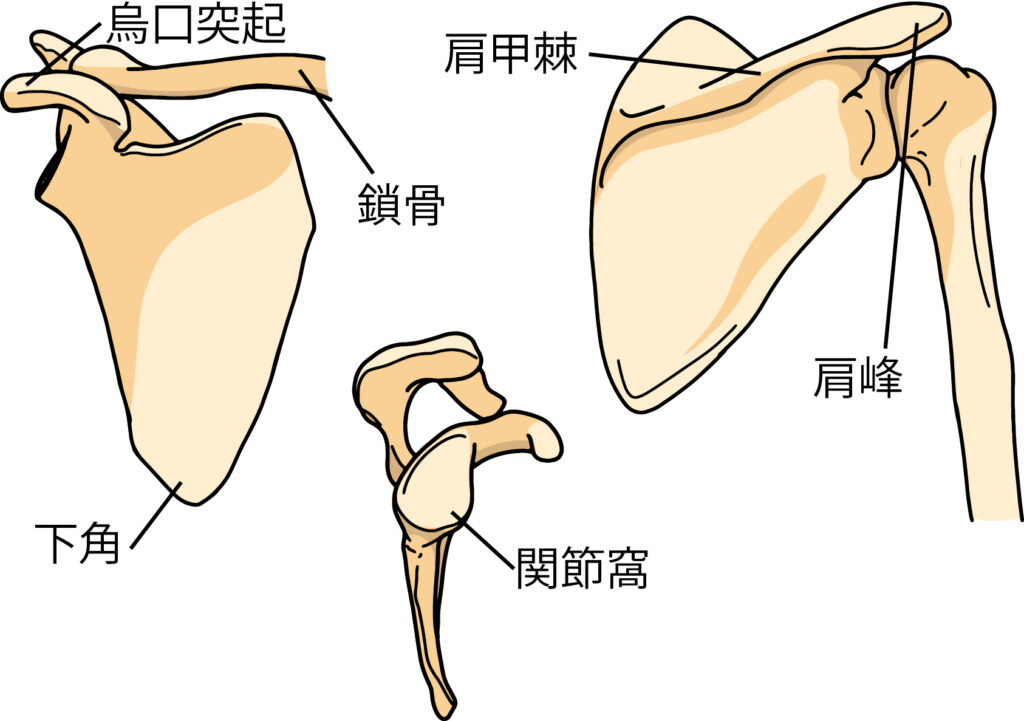 肩甲骨