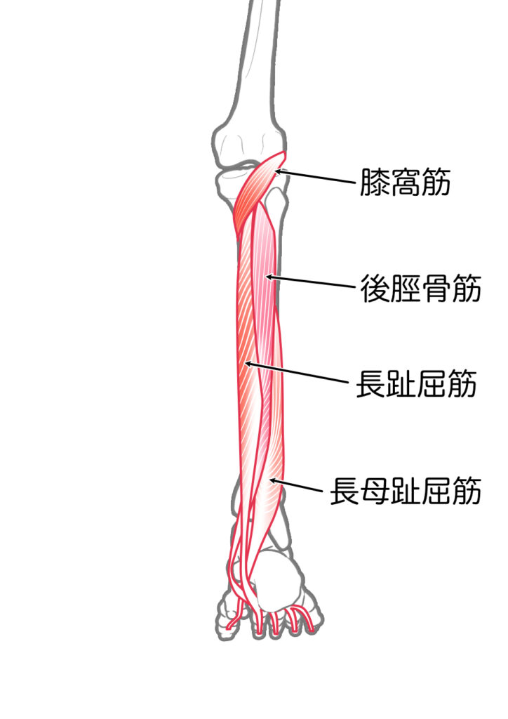 下腿後面筋群